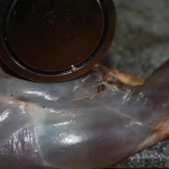 【JACHTMAGNEET / HAGELMAGNEET 】– Jacht Accessoires 2020 – Hagel Verwijderaar – Jagers Cadeau - Wild Magneet -Goedkope Licht Tent Winkel 1200x800 35